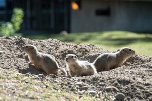 gopher-control