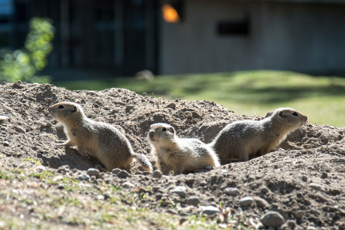 gopher-control