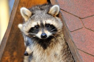 raccoon-in-home