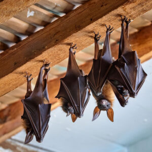 house bat removal service in bozeman