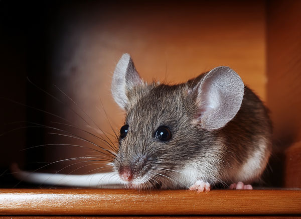 mice removal service bozeman