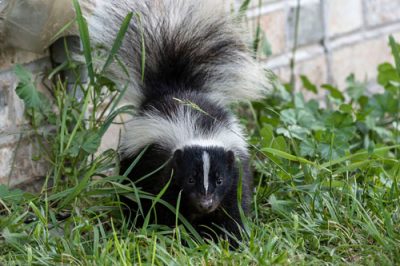skunk-pest-control